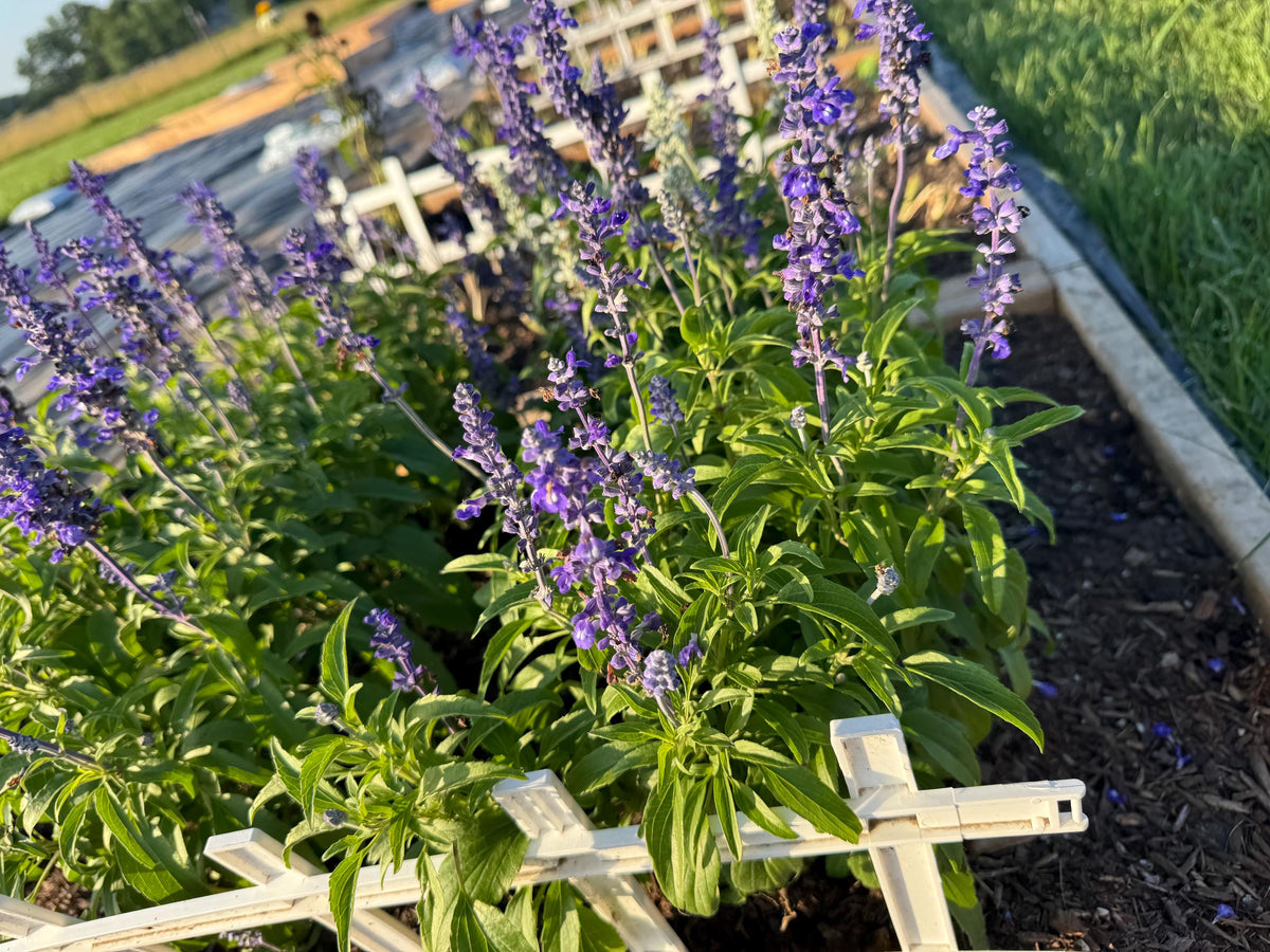 Annual Salvia Seeds | Vibrant Pollinator-Friendly Flower