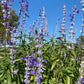 Annual Salvia Seeds | Vibrant Pollinator-Friendly Flower
