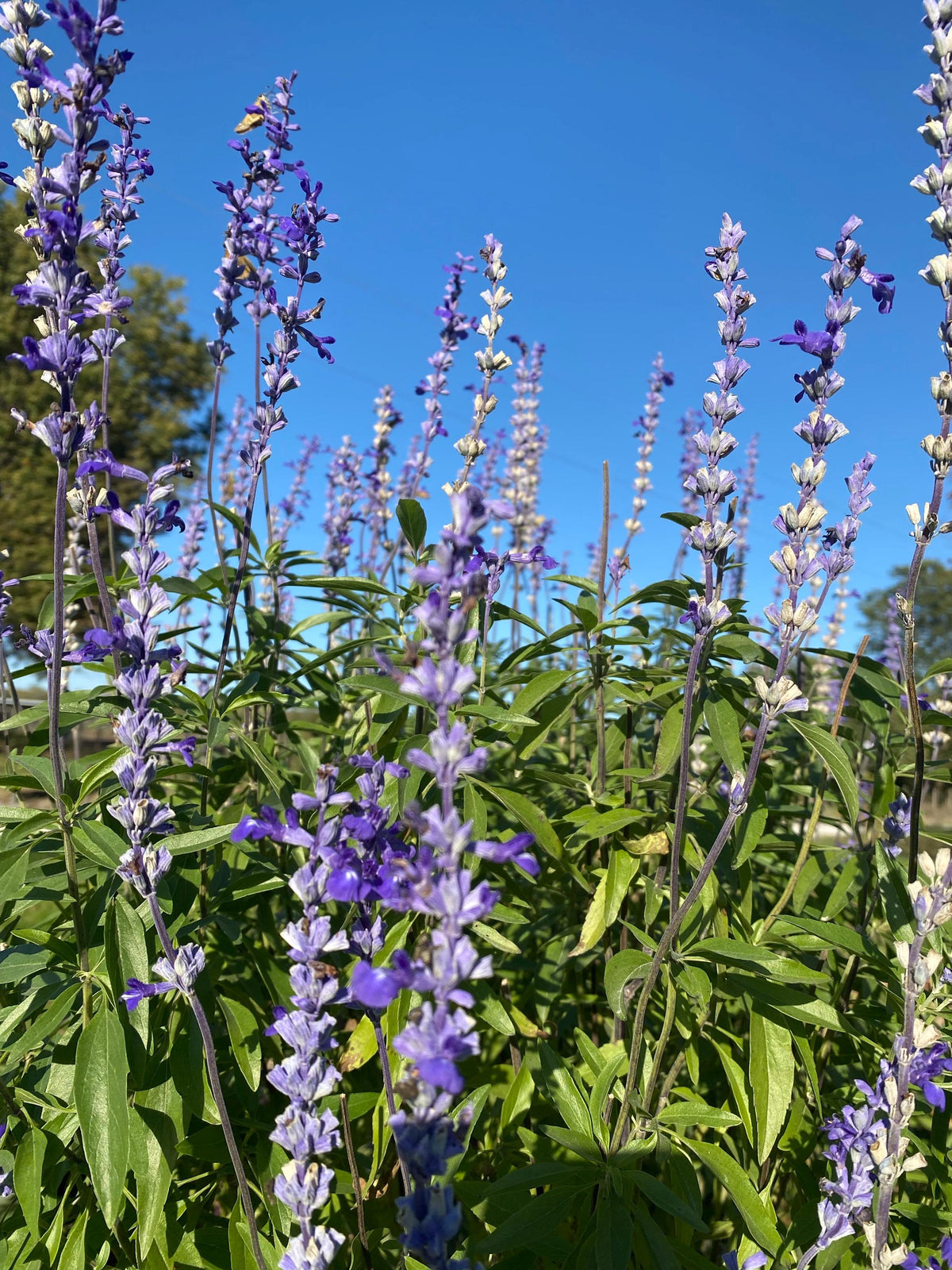 Annual Salvia Seeds | Vibrant Pollinator-Friendly Flower