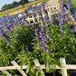 Annual Salvia Seeds | Vibrant Pollinator-Friendly Flower