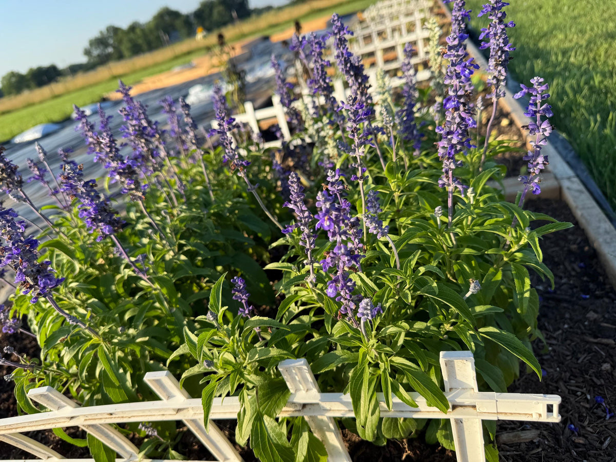 Annual Salvia Seeds | Vibrant Pollinator-Friendly Flower