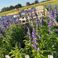 Annual Salvia Seeds | Vibrant Pollinator-Friendly Flower