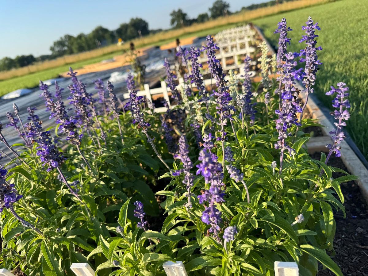 Annual Salvia Seeds | Vibrant Pollinator-Friendly Flower