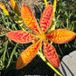 Blackberry Lily Seeds | Unique Spotted Perennial Flower