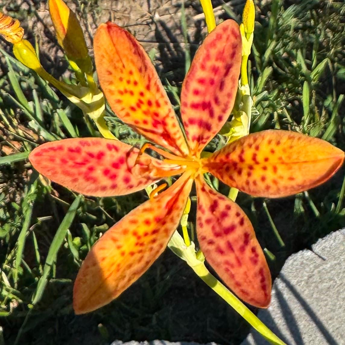 Blackberry Lily Seeds | Unique Spotted Perennial Flower