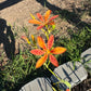 Blackberry Lily Seeds | Unique Spotted Perennial Flower