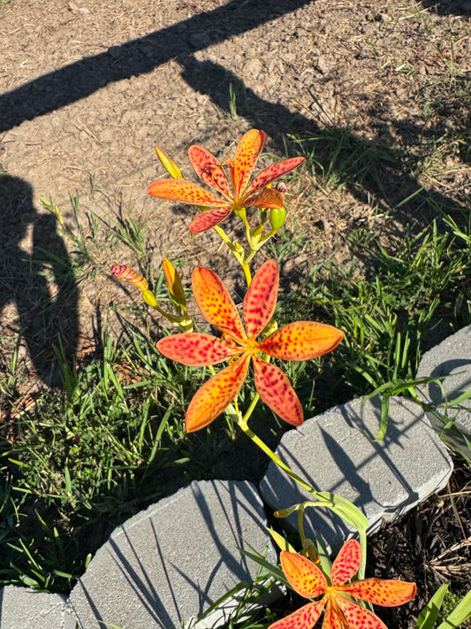 Blackberry Lily Seeds | Unique Spotted Perennial Flower
