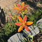 Blackberry Lily Seeds | Unique Spotted Perennial Flower