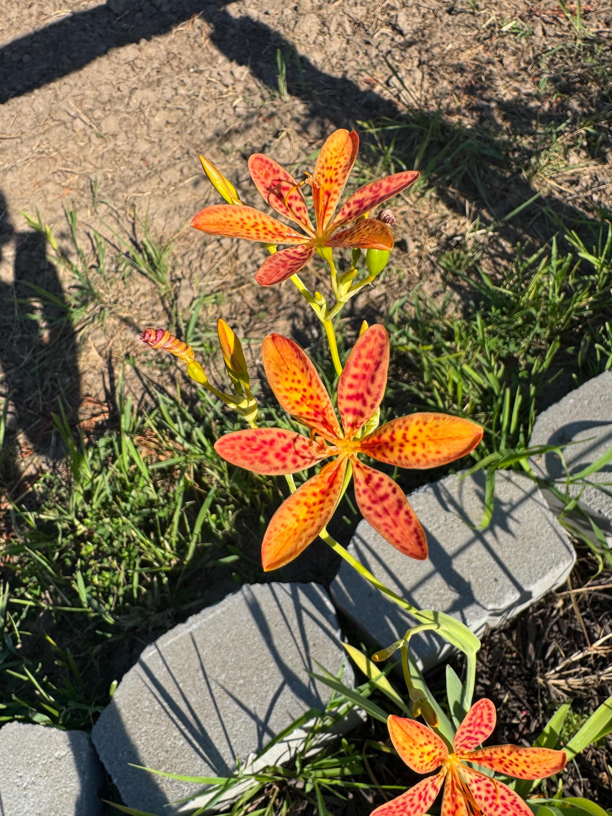 Blackberry Lily Seeds | Unique Spotted Perennial Flower