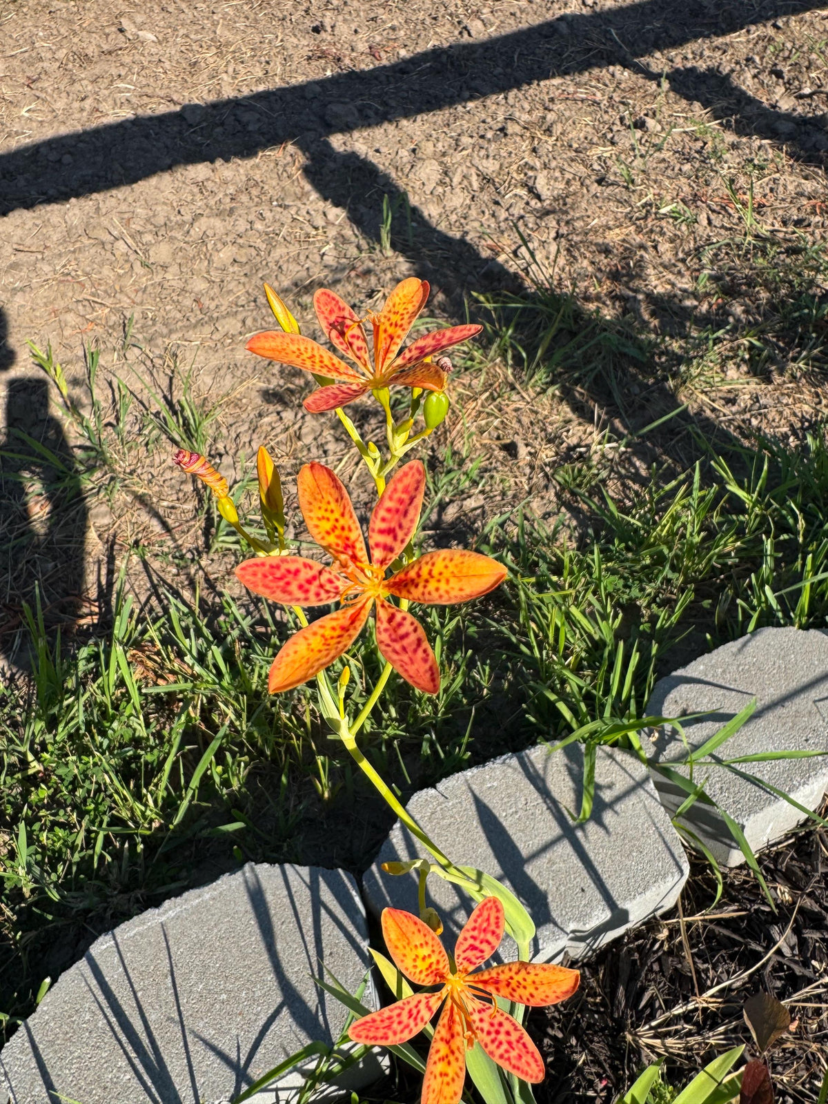 Blackberry Lily Seeds | Unique Spotted Perennial Flower