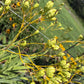 Blackberry Lily Seeds | Unique Spotted Perennial Flower