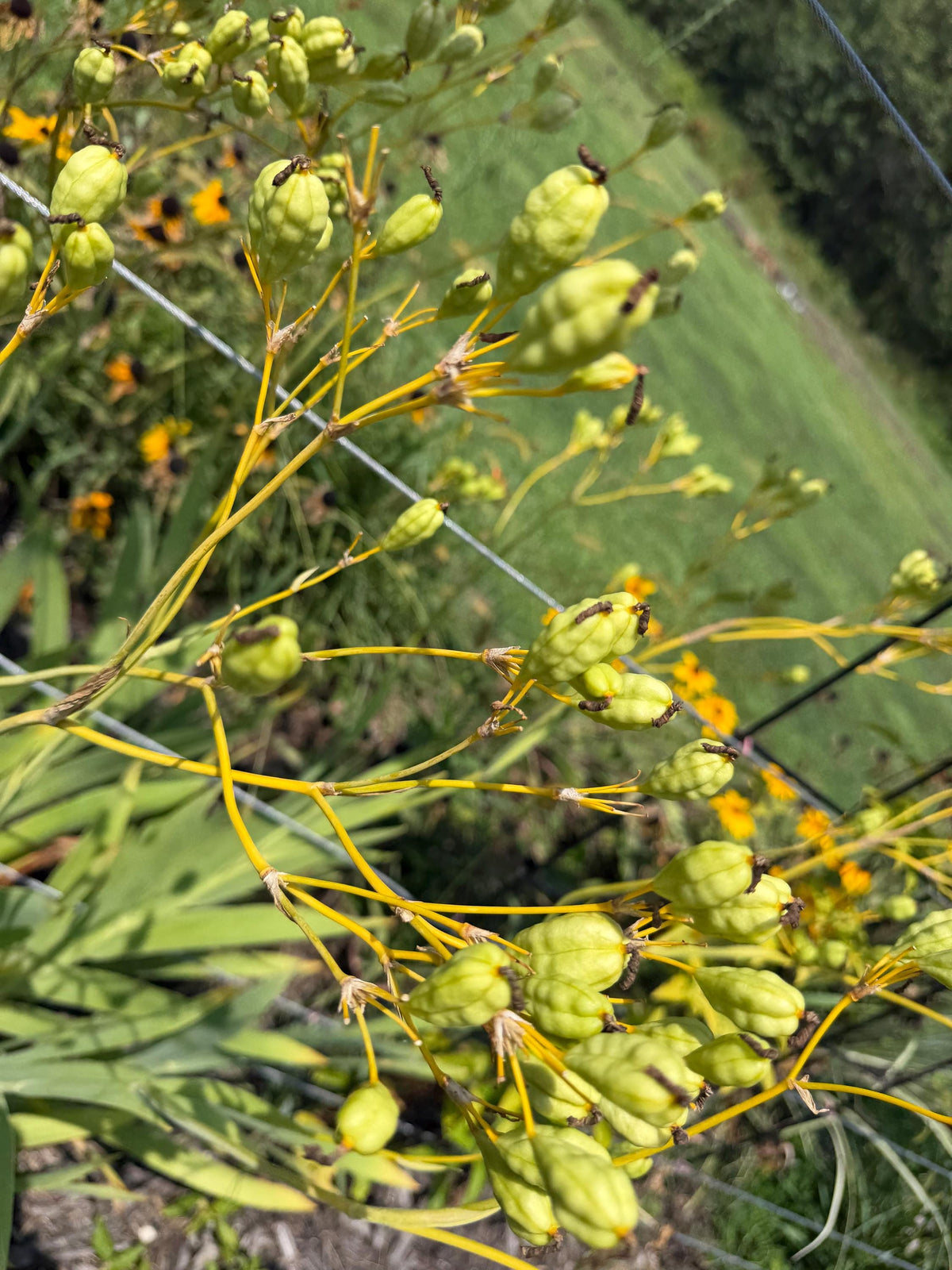 Blackberry Lily Seeds | Unique Spotted Perennial Flower