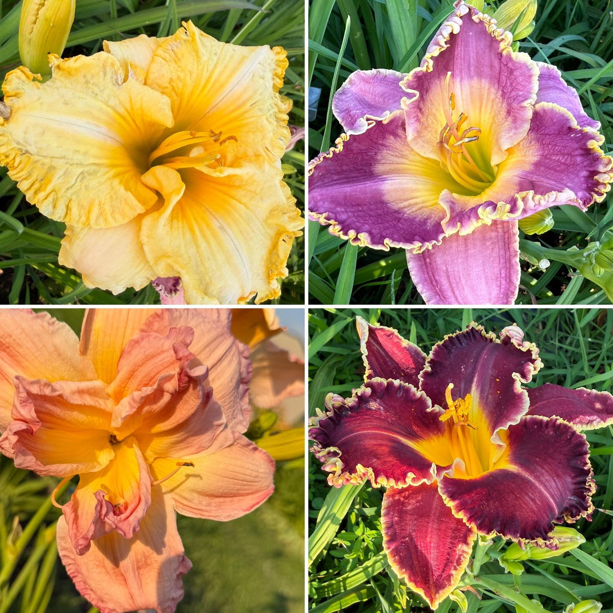 Mixed Hybrid Daylily Seeds – 10 Count | Open-Pollinated Mystery Blooms