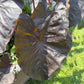 Black Elephant Ear – 1 Live Bulb | Giant Dark-Foliage Tropical Plant