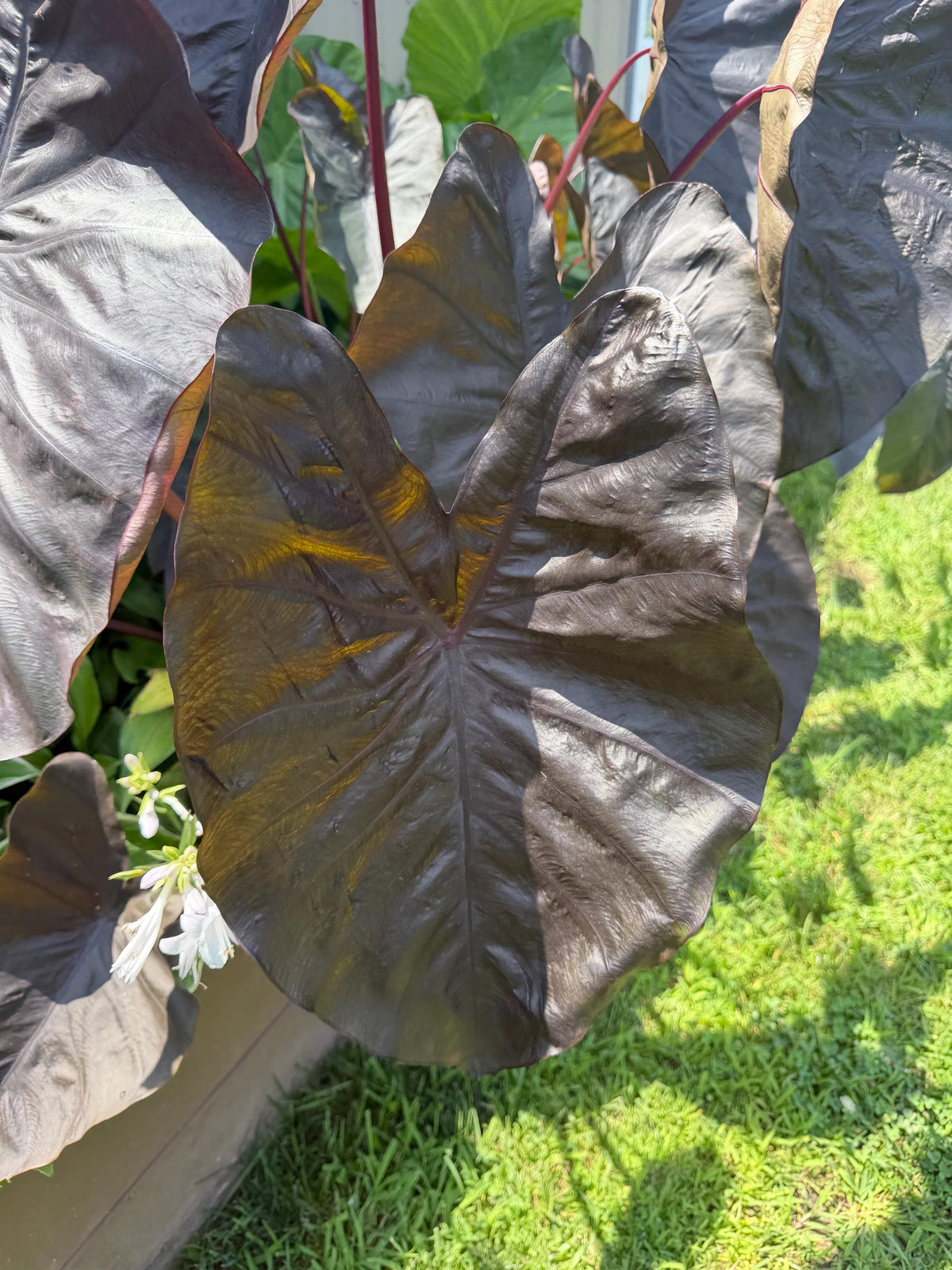 Black Elephant Ear – 1 Live Bulb | Giant Dark-Foliage Tropical Plant