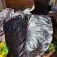 Black Elephant Ear – 1 Live Bulb | Giant Dark-Foliage Tropical Plant