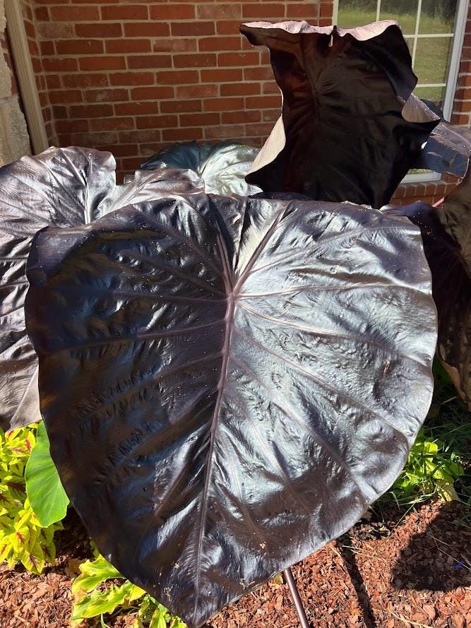 Black Elephant Ear – 1 Live Bulb | Giant Dark-Foliage Tropical Plant