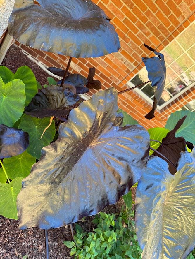 Black Elephant Ear – 1 Live Bulb | Giant Dark-Foliage Tropical Plant