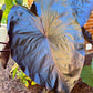 Black Elephant Ear – 1 Live Bulb | Giant Dark-Foliage Tropical Plant