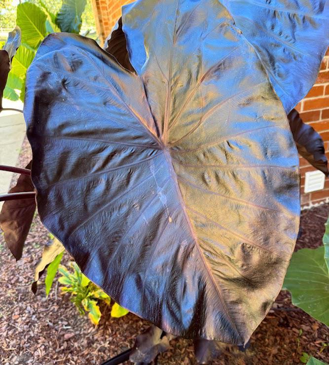 Black Elephant Ear – 1 Live Bulb | Giant Dark-Foliage Tropical Plant