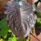 Black Elephant Ear – 1 Live Bulb | Giant Dark-Foliage Tropical Plant