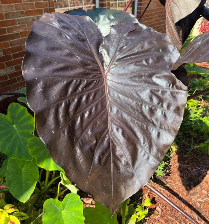 Black Elephant Ear – 1 Live Bulb | Giant Dark-Foliage Tropical Plant