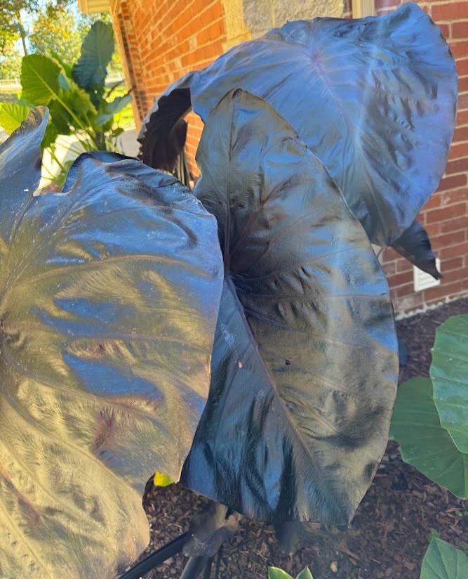 Black Elephant Ear – 1 Live Bulb | Giant Dark-Foliage Tropical Plant