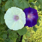Morning Glory Mixed Color Seeds | Fast-Growing Annual Climbing Vine