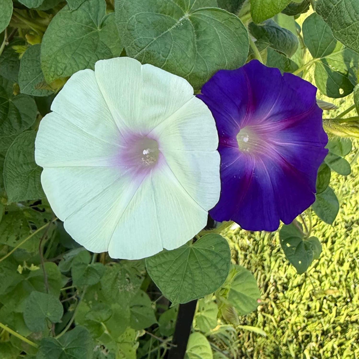 Morning Glory Mixed Color Seeds | Fast-Growing Annual Climbing Vine