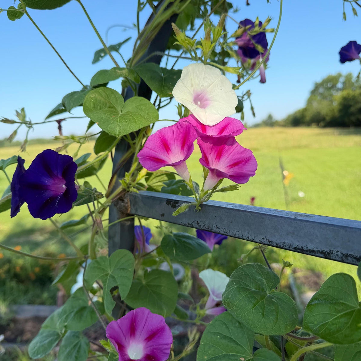 Morning Glory Mixed Color Seeds | Fast-Growing Annual Climbing Vine