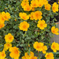 Purslane Seeds- Mixed Color Variety, Drought-Tolerant | Fast-Growing Annual