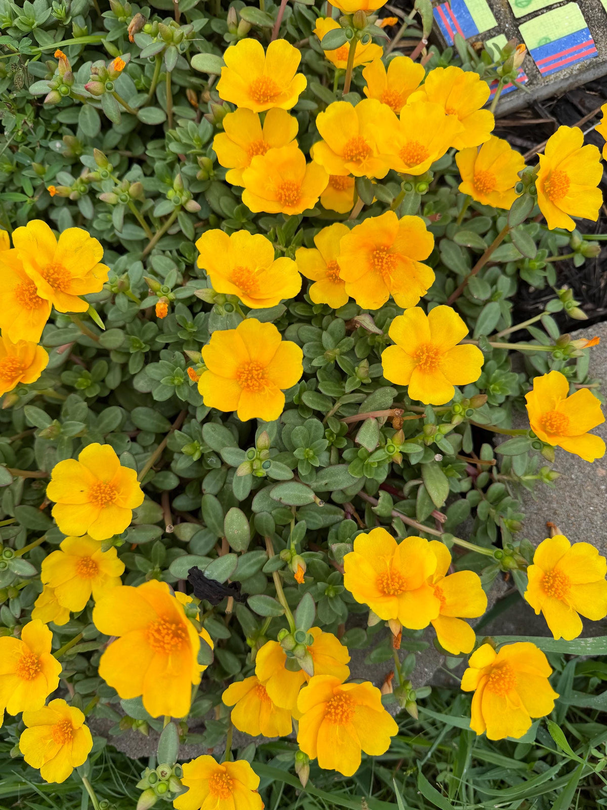 Purslane Seeds- Mixed Color Variety, Drought-Tolerant | Fast-Growing Annual