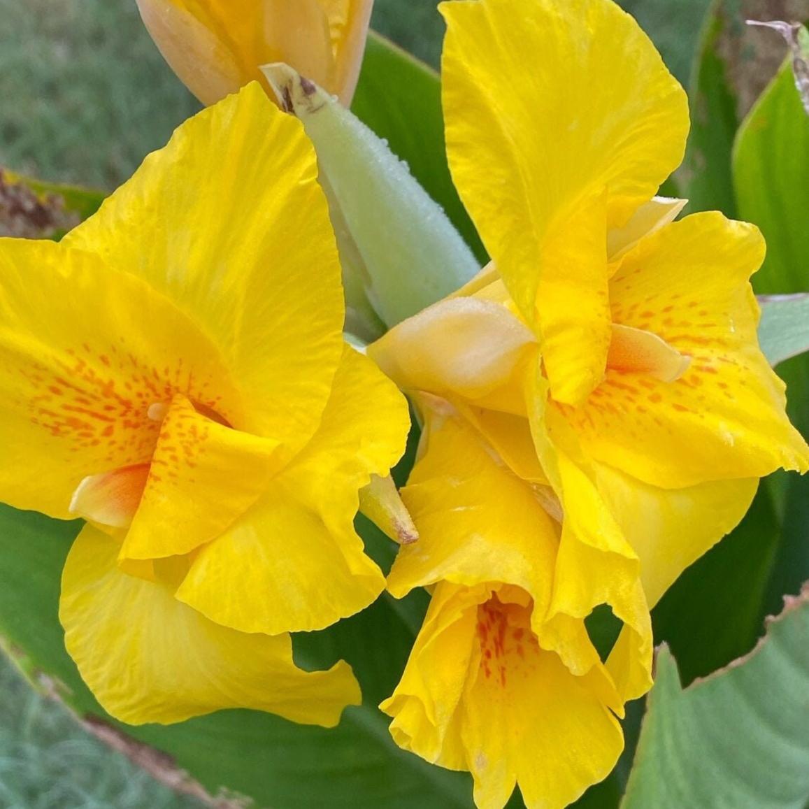 Canna Lily Seed Mix - Diverse Colors in Every Pack