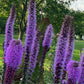 Blazing Star Seeds – 100+ Seeds | Purple Liatris Perennial | Butterfly & Pollinator Favorite