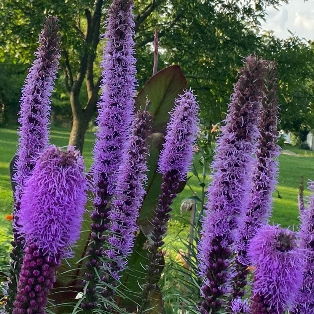 Blazing Star Seeds – 100+ Seeds | Purple Liatris Perennial | Butterfly & Pollinator Favorite