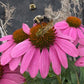 Coneflower Seeds – 25 Mixed Color Seeds | Hardy Perennial | Heat, Drought & Deer Resistant