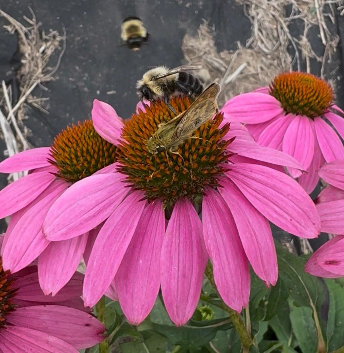 Coneflower Seeds – 25 Mixed Color Seeds | Hardy Perennial | Heat, Drought & Deer Resistant