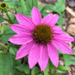 Coneflower Seeds – 25 Mixed Color Seeds | Hardy Perennial | Heat, Drought & Deer Resistant