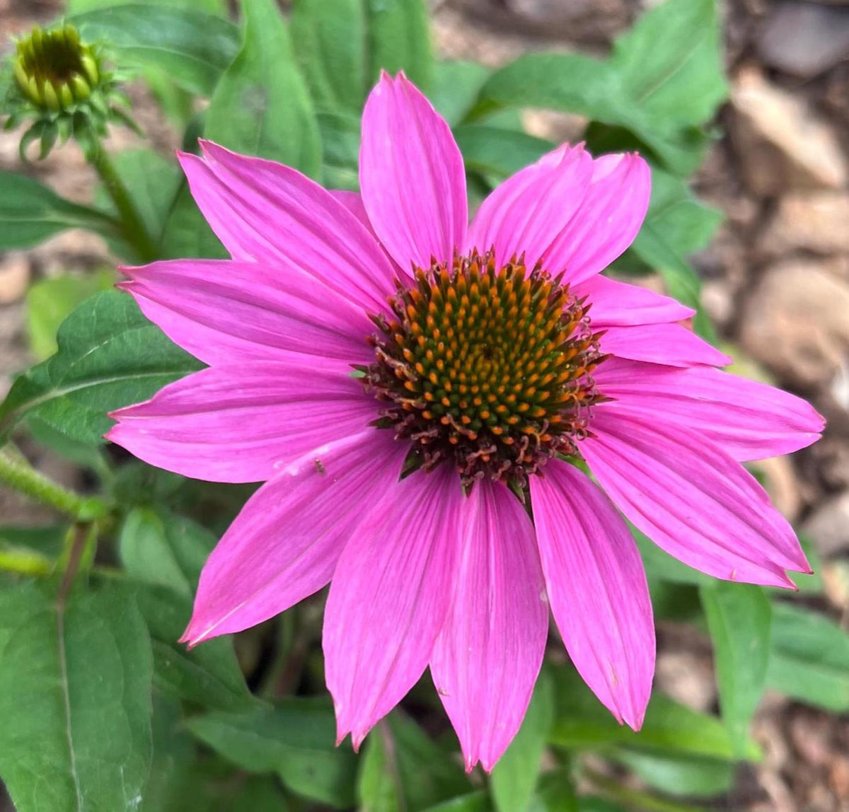 Coneflower Seeds – 25 Mixed Color Seeds | Hardy Perennial | Heat, Drought & Deer Resistant