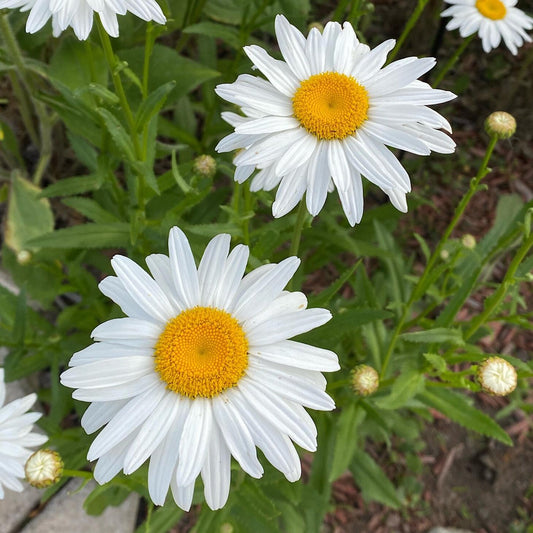 Shasta Daisy Perennial Seed | Classic White Blooms | Hardy & Easy to Grow