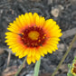 Blanket Flower Seeds | Gaillardia | Hardy, Long-Blooming Perennial