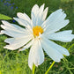 Cosmos Mixed Color Seeds | Easy-Care Annual Flower