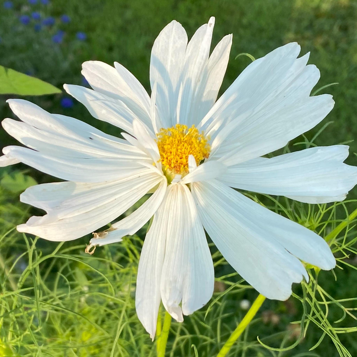 Cosmos Mixed Color Seeds | Easy-Care Annual Flower