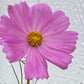 Cosmos Mixed Color Seeds | Easy-Care Annual Flower