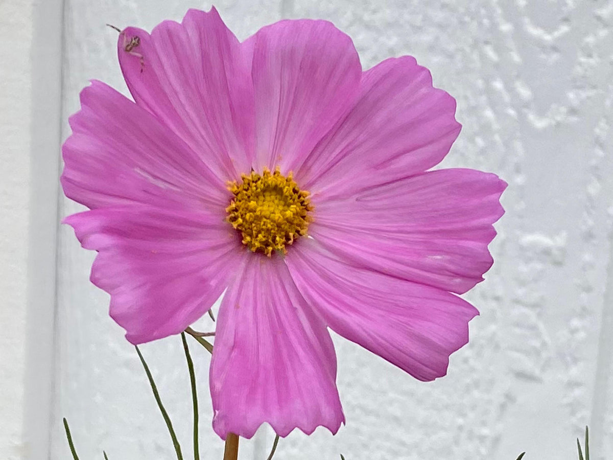 Cosmos Mixed Color Seeds | Easy-Care Annual Flower