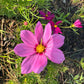 Cosmos Mixed Color Seeds | Easy-Care Annual Flower