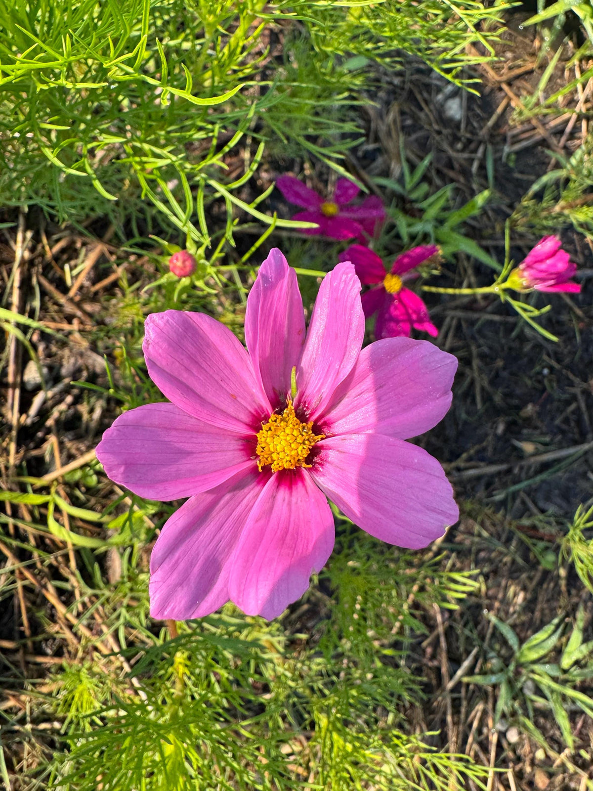 Cosmos Mixed Color Seeds | Easy-Care Annual Flower