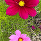 Cosmos Mixed Color Seeds | Easy-Care Annual Flower