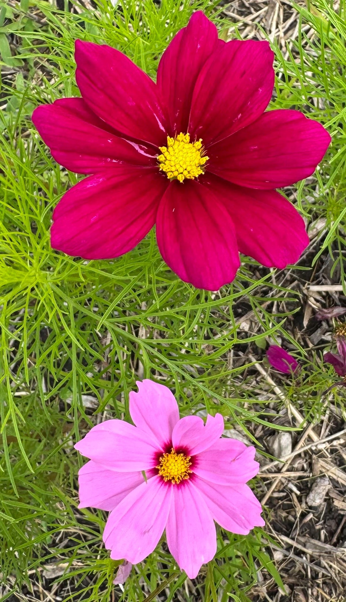Cosmos Mixed Color Seeds | Easy-Care Annual Flower