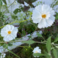 Cosmos Mixed Color Seeds | Easy-Care Annual Flower
